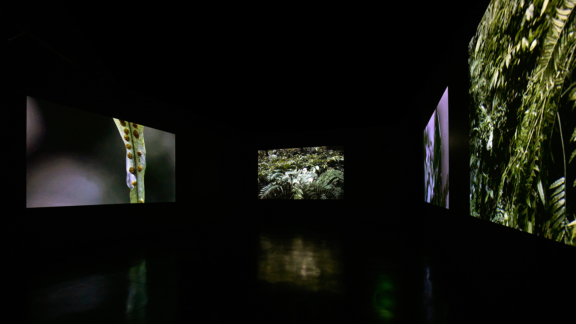 Pteridophilia installation view